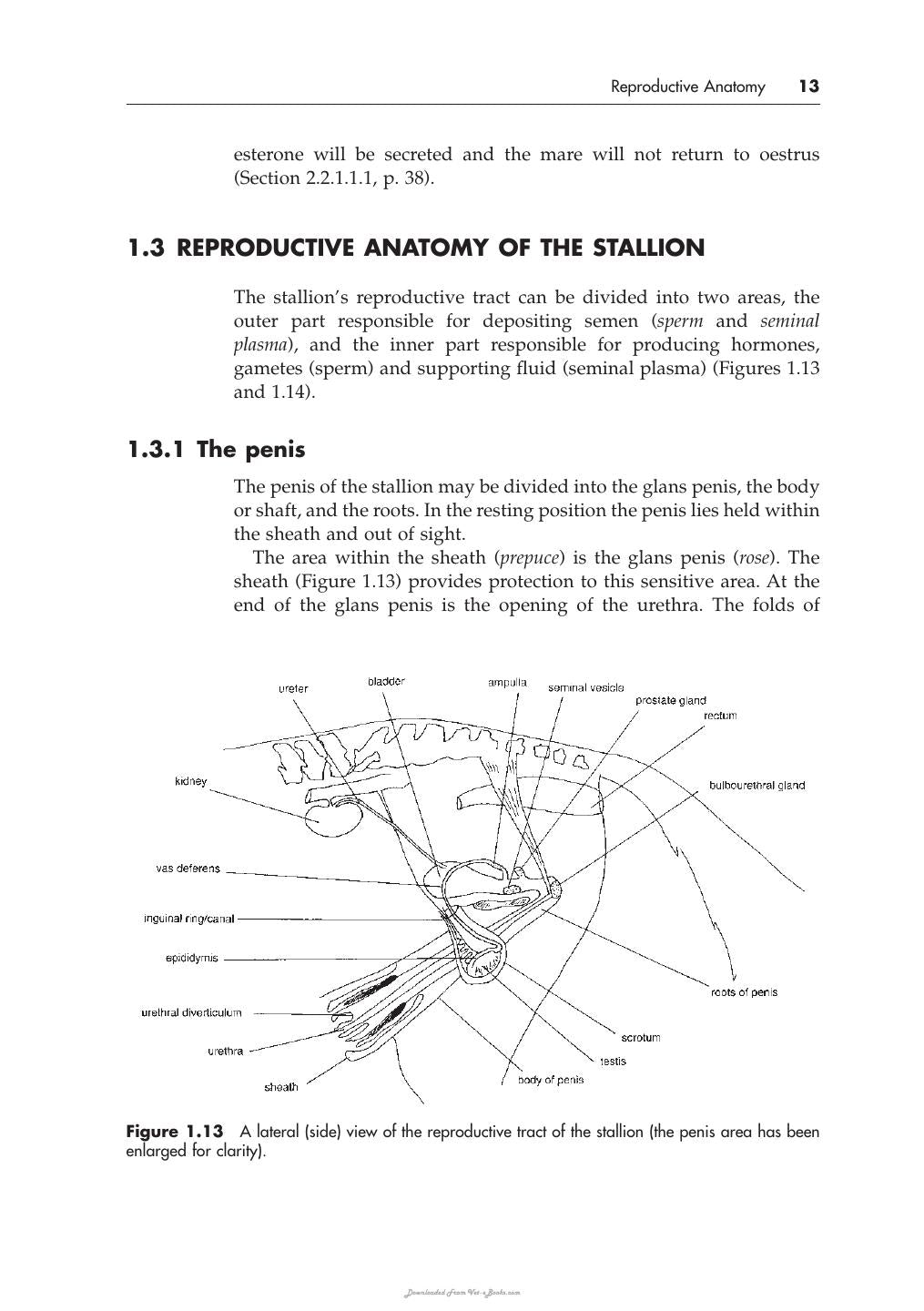 Breeding Horses
