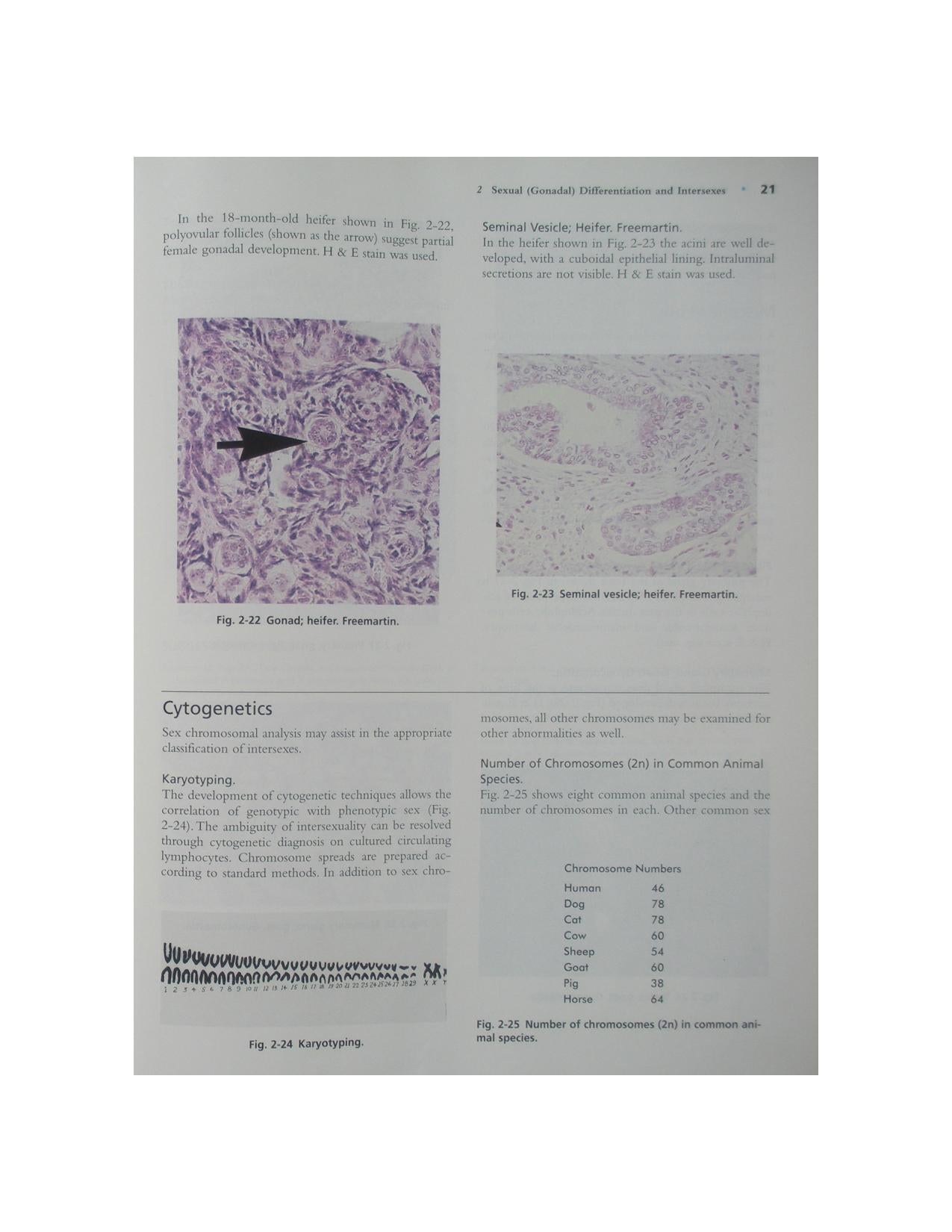 Color Atlas Of Reproductive Pathology Of Domestic Animals