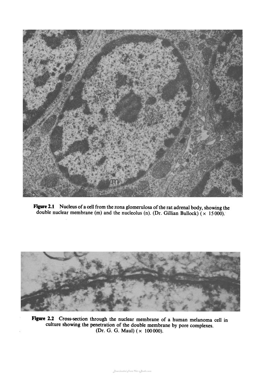 Biochemistry And Structure Of Cell Organelle