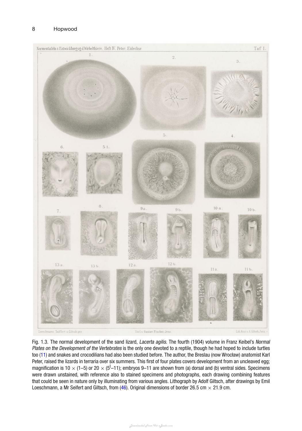 Vertebrate Embryogenesis Embryological Cellular And Genetic Methods