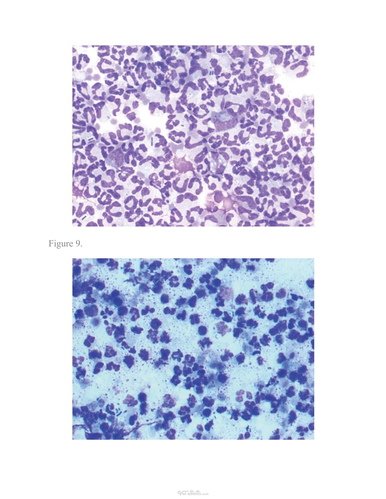 Atlas Of Diagnostic Cytology In Small Animals