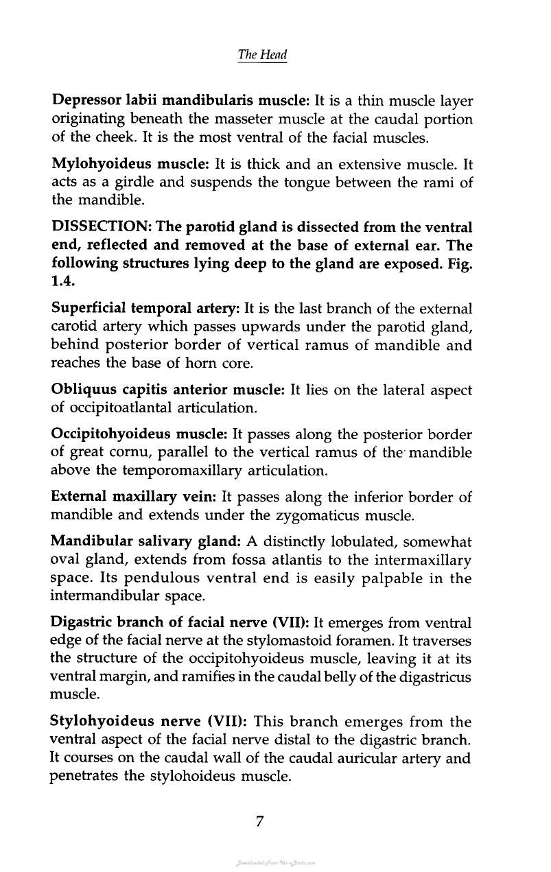 Regional And Surgical Anatomy Of Bovines