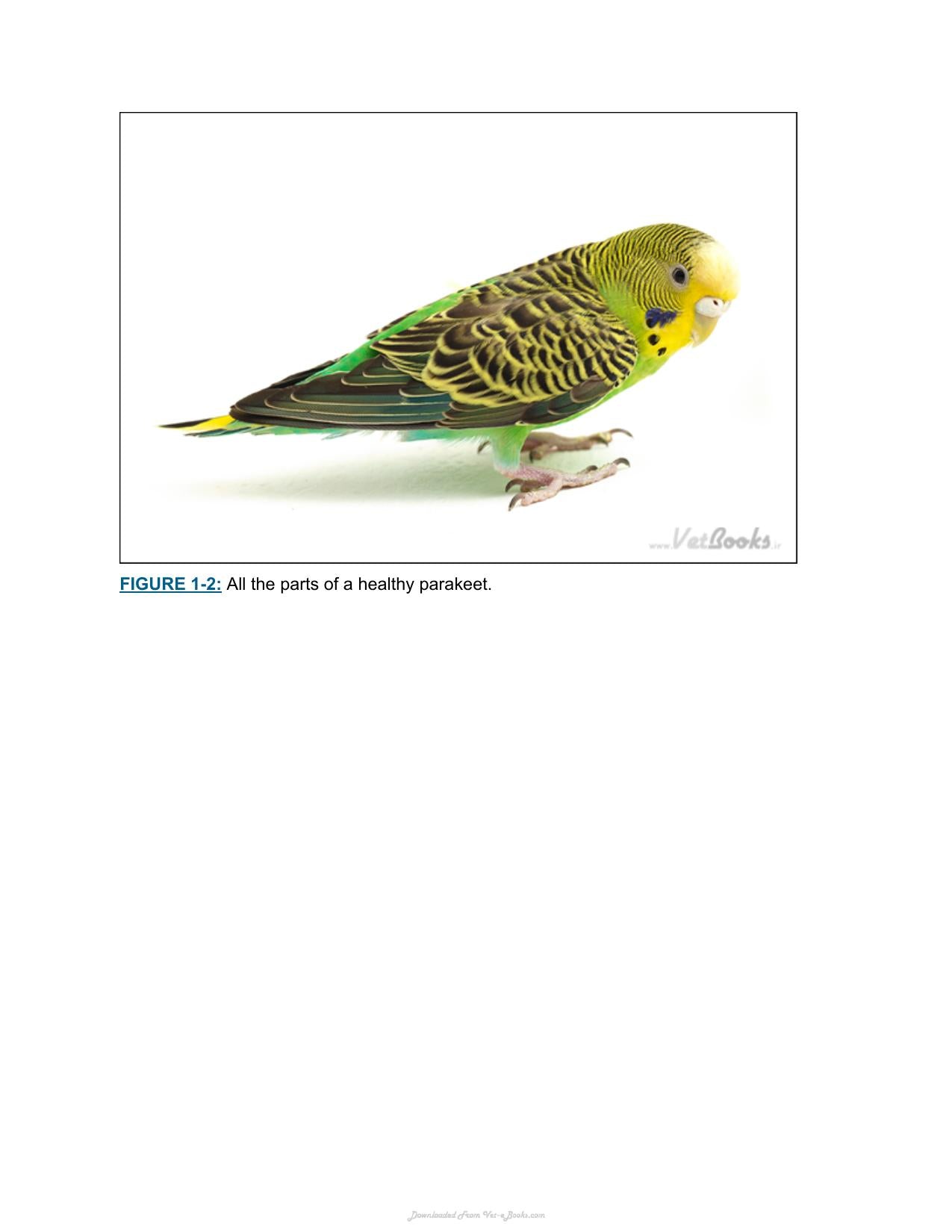 Parakeets For Dummies 2Nd Edition