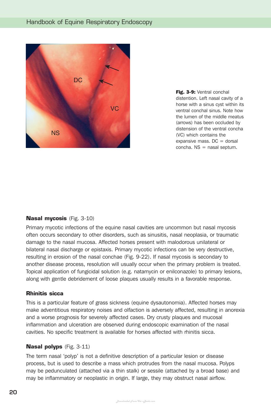 Handbook Of Equine Respiratory Endoscopy
