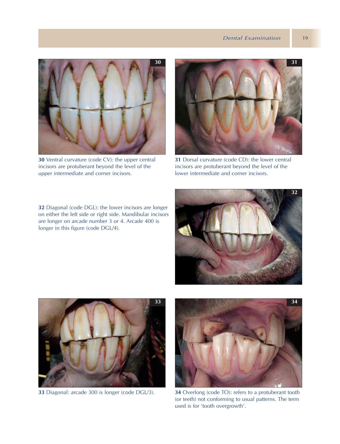 Principles Of Equine Dentistry