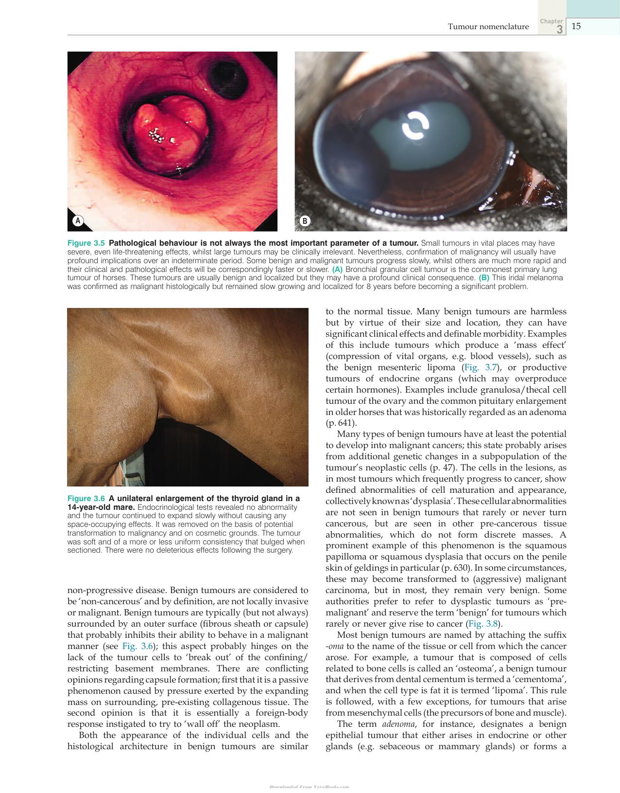 Clinical Equine Oncology