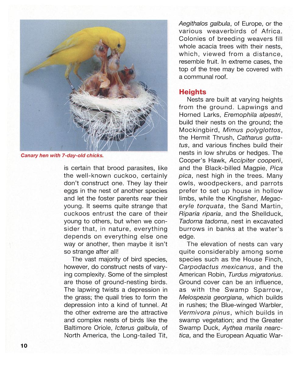 Hand Feeding And Raising Baby Birds Breeding Hand Feeding Care And Management