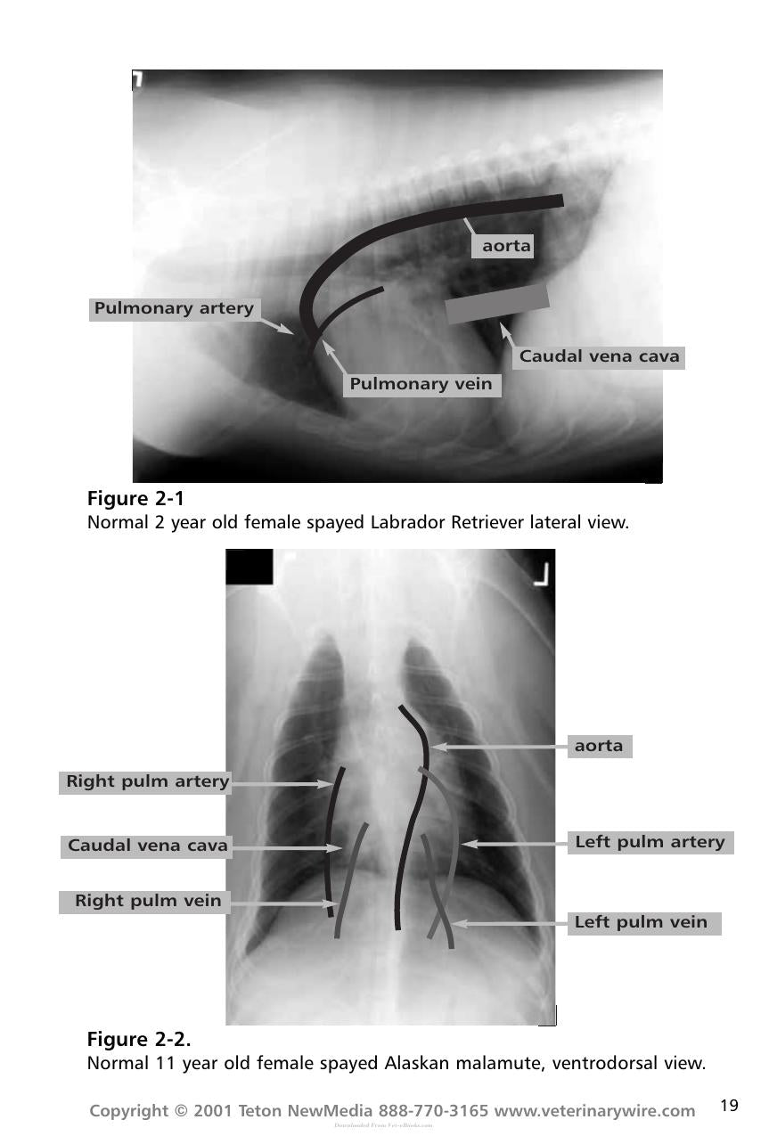 Thoracic Radiology For The Small Animal Practitioner