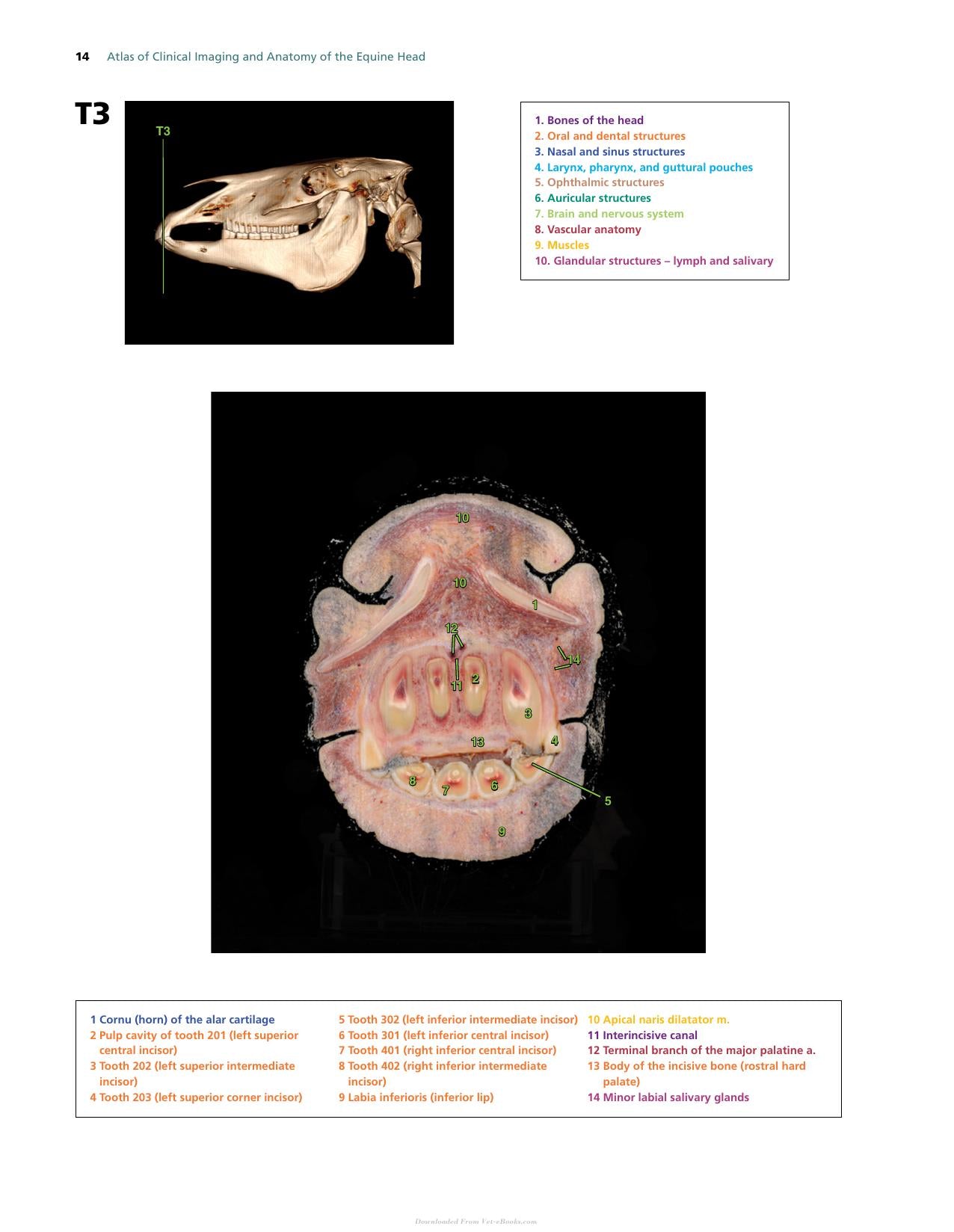 Atlas Of Clinical Imaging And Anatomy Of The Equine Head