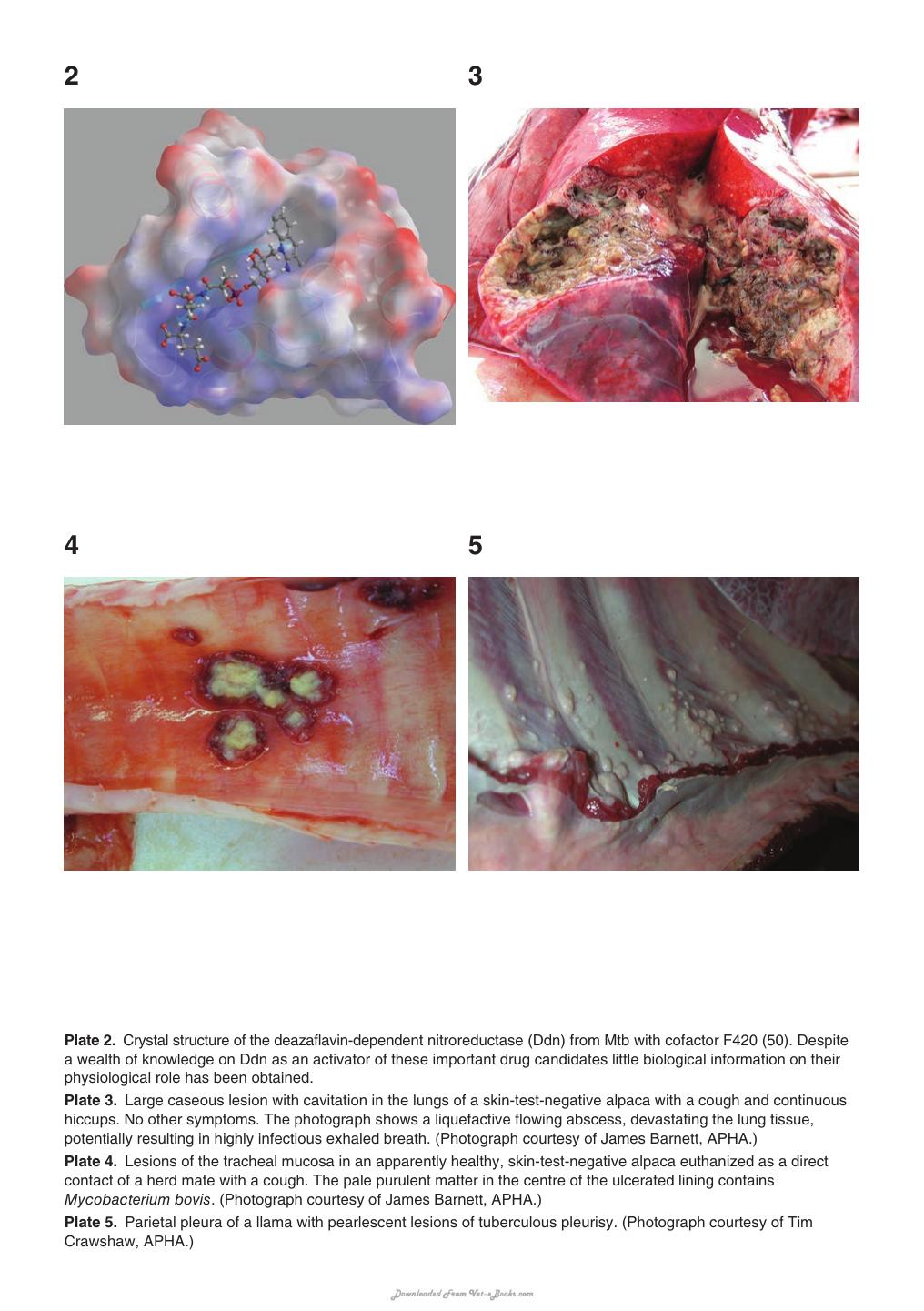 Tuberculosis Leprosy And Mycobacterial Diseases Of Man And Animals The Many Hosts Of Mycobacteria