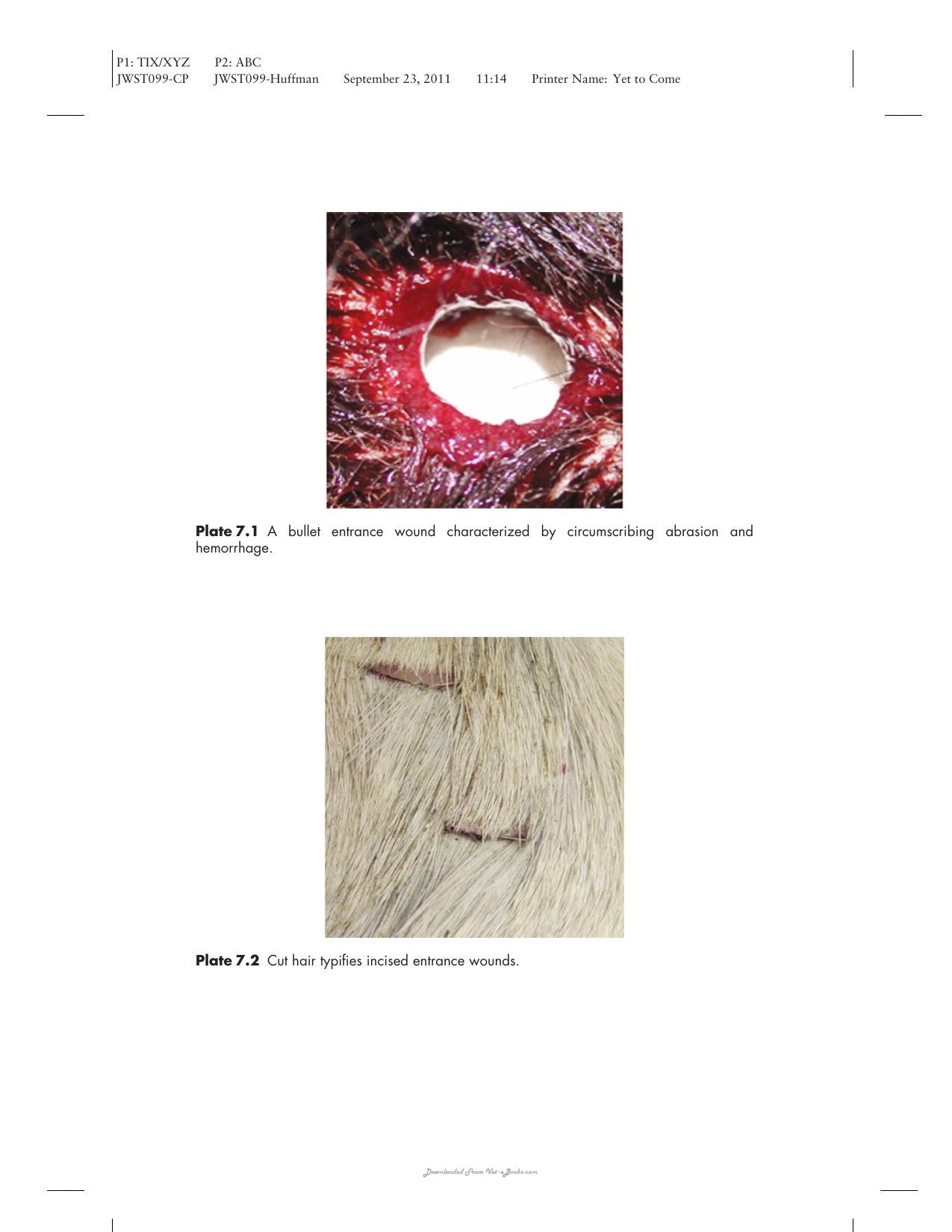 Wildlife Forensics Methods And Application