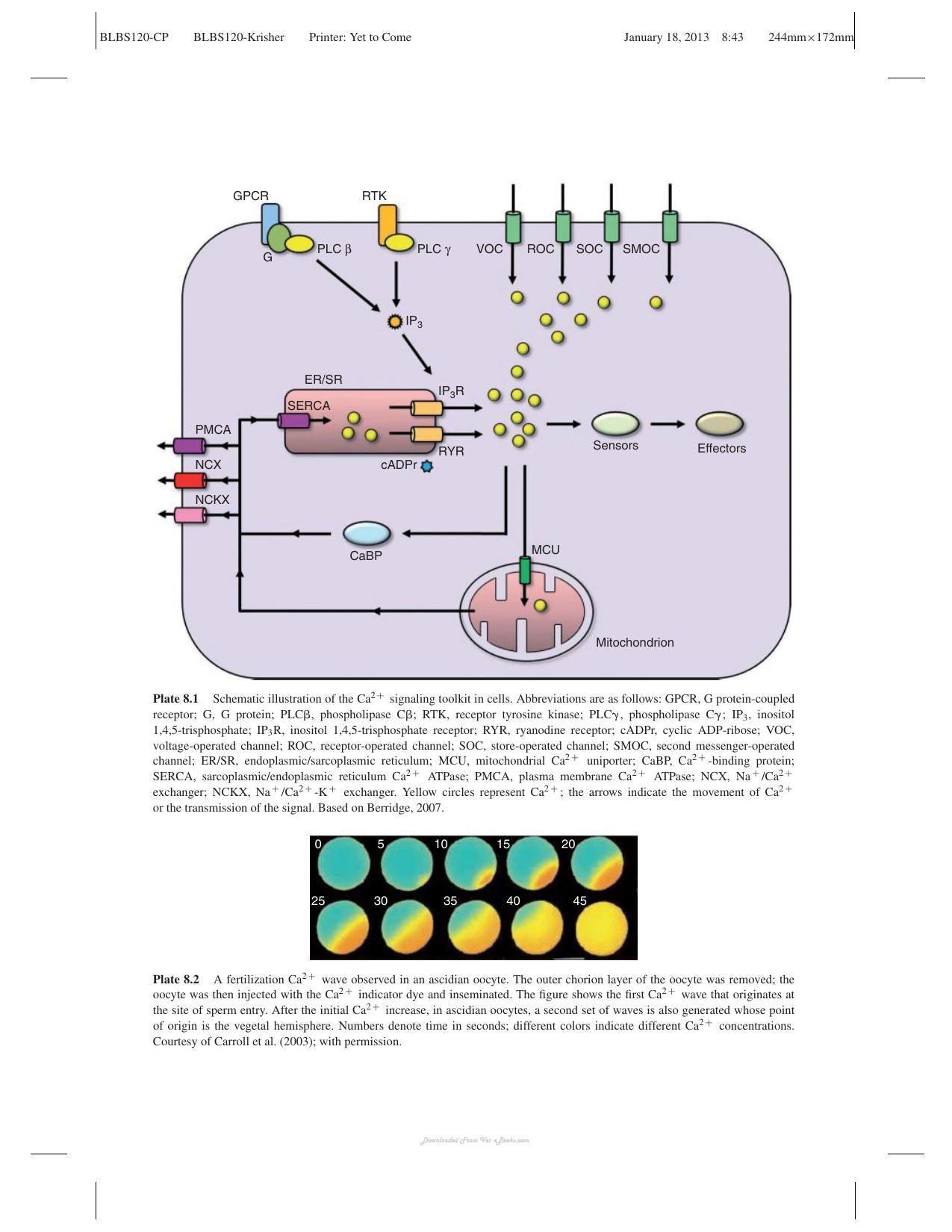 Oocyte Physiology And Development In Domestic Animals