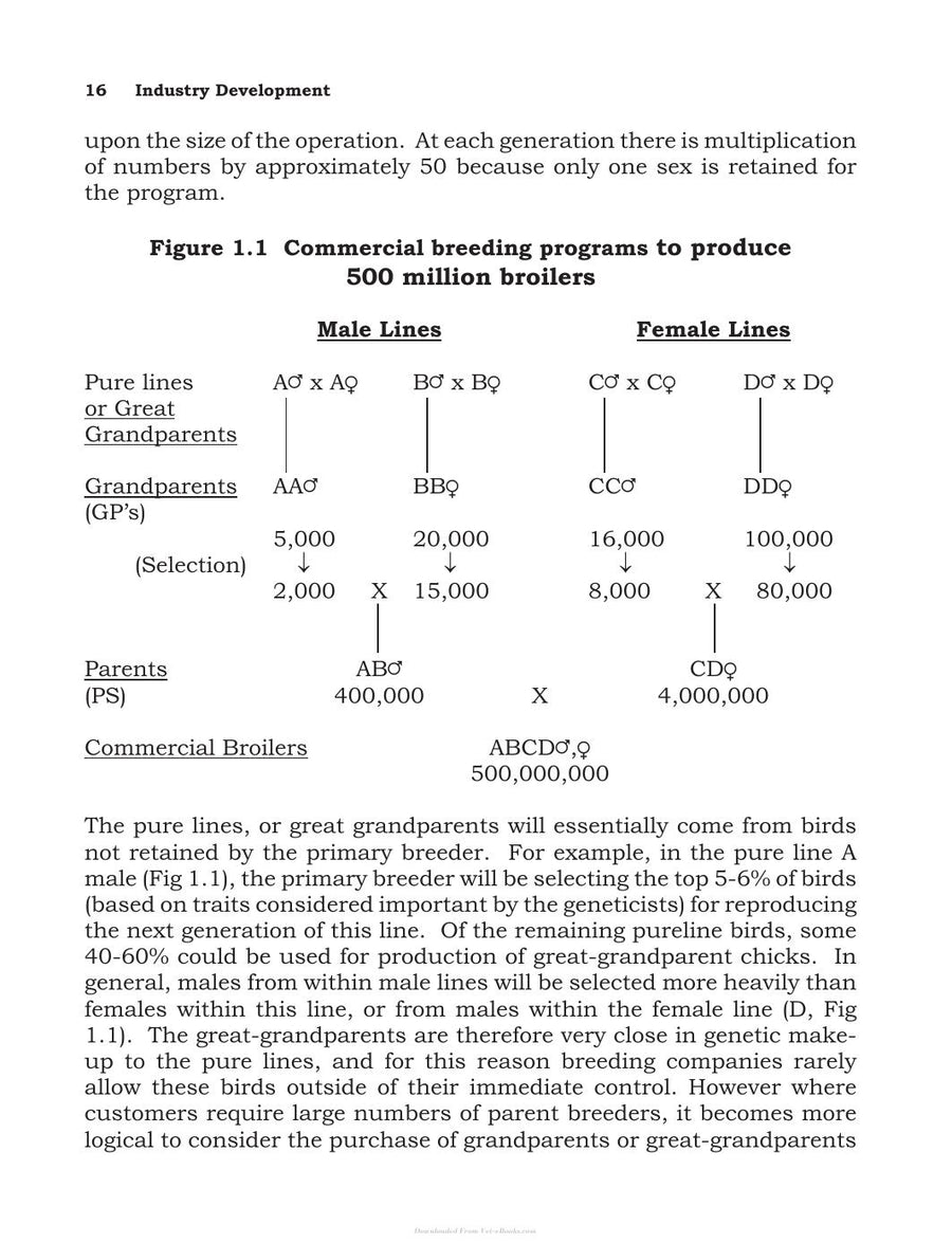 Preview page of Broiler Breeder Production