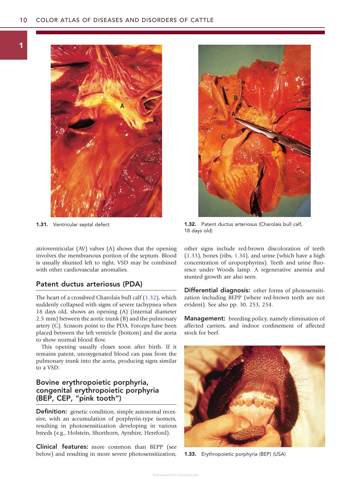 Color Atlas Diseases Disorders Cattle 3Rd Edition