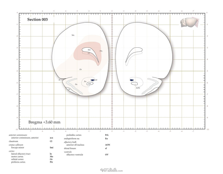 Preview page of Athymic Nude Rat Brain Atlas