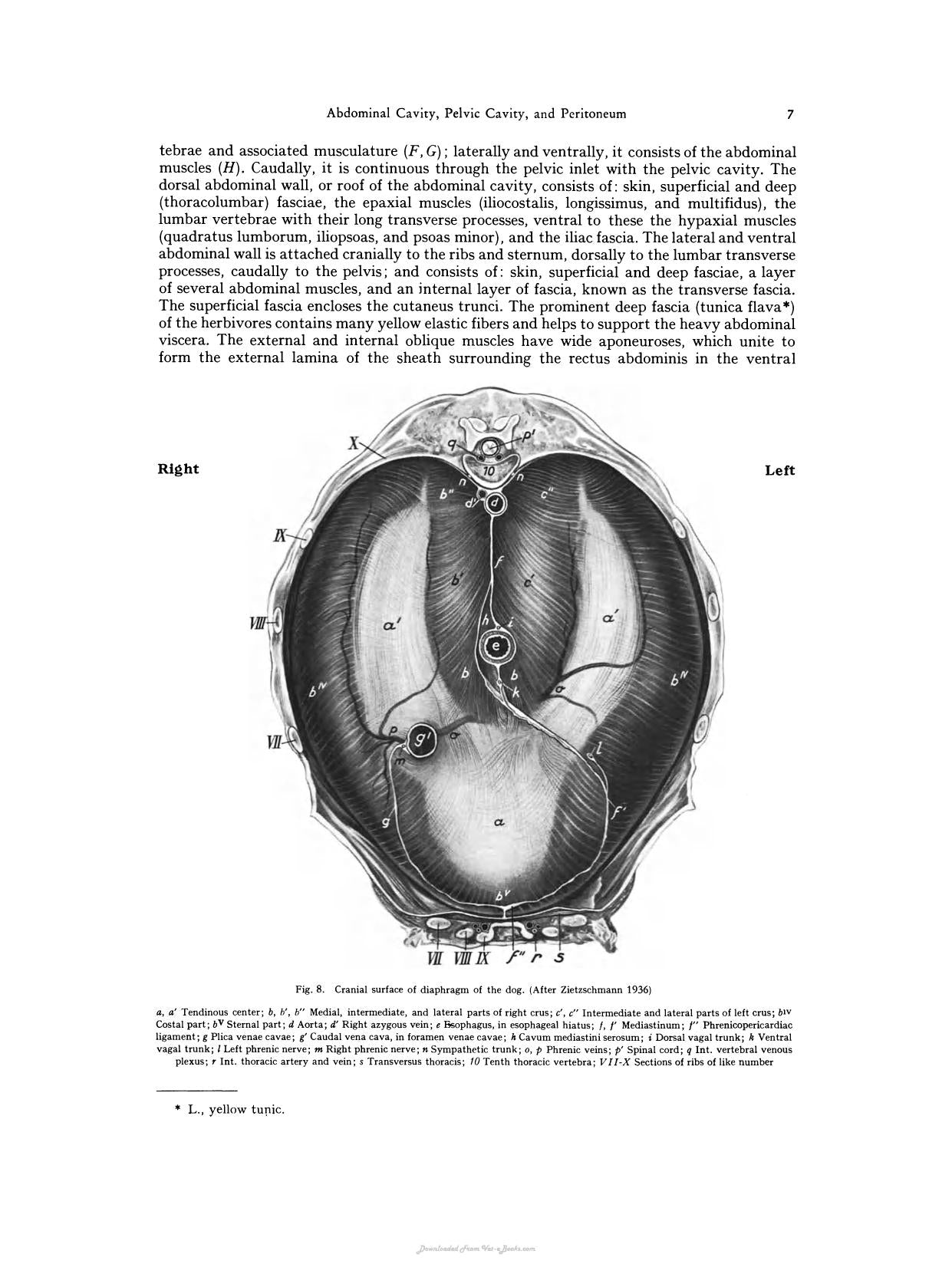 The Viscera Of The Domestic Mammals 2Nd Revised Edition