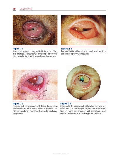 Color Atlas of Canine and Feline Ophthalmology