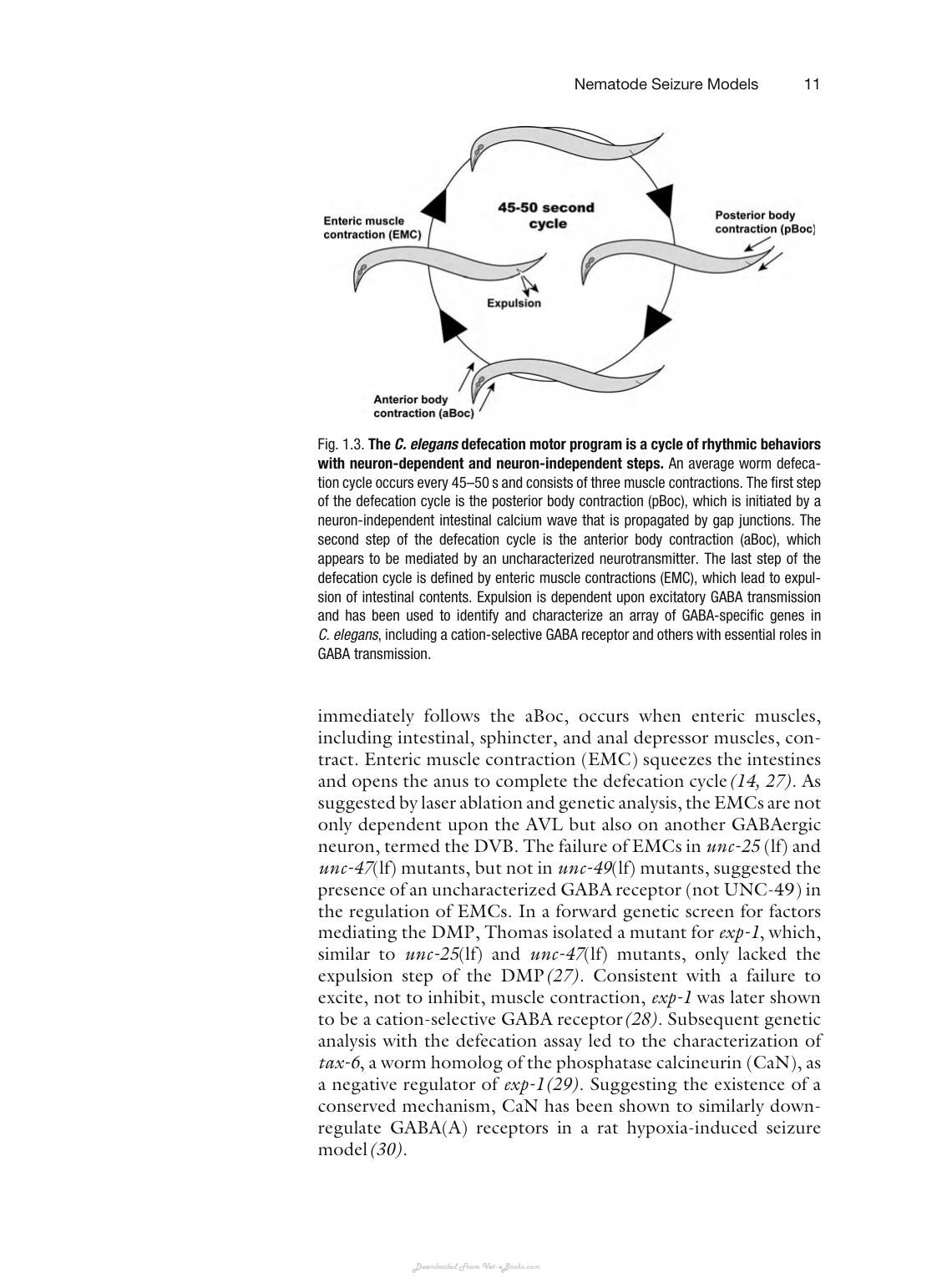 Animal Models Of Epilepsy Methods And Innovations