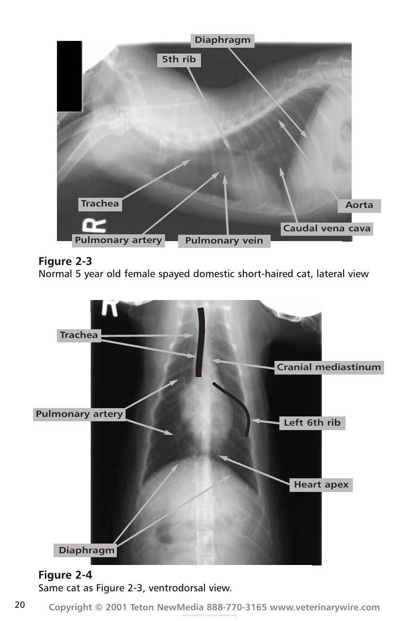 Thoracic Radiology For The Small Animal Practitioner