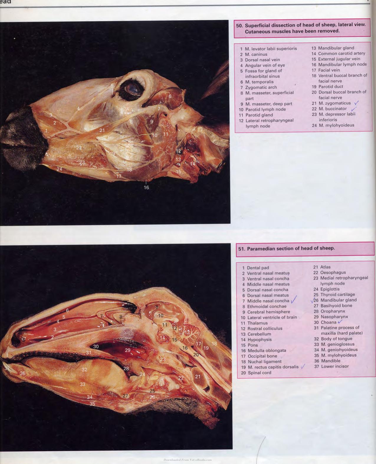 Color Atlas Of Large Animal Applied Anatomy 1St Edition