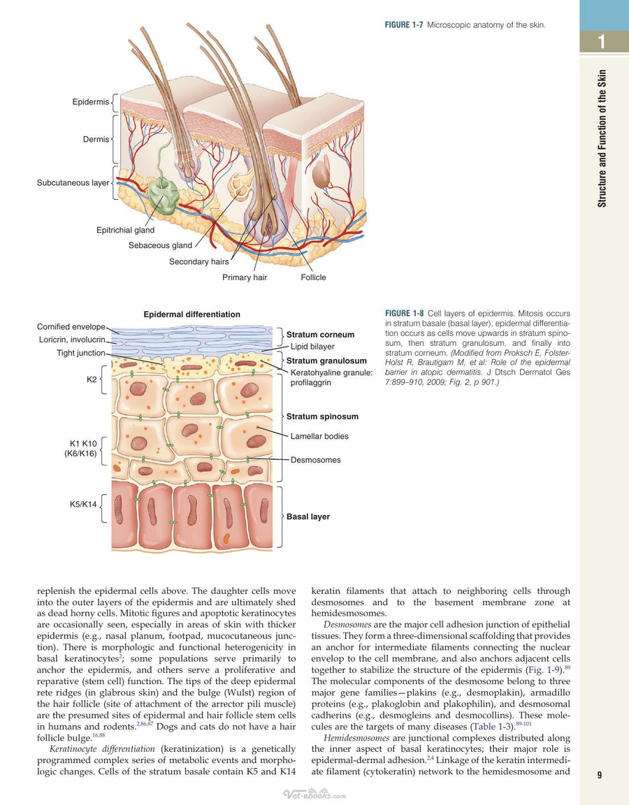 Preview page of Muller and Kirk's Small Animal Dermatology 7th Edition