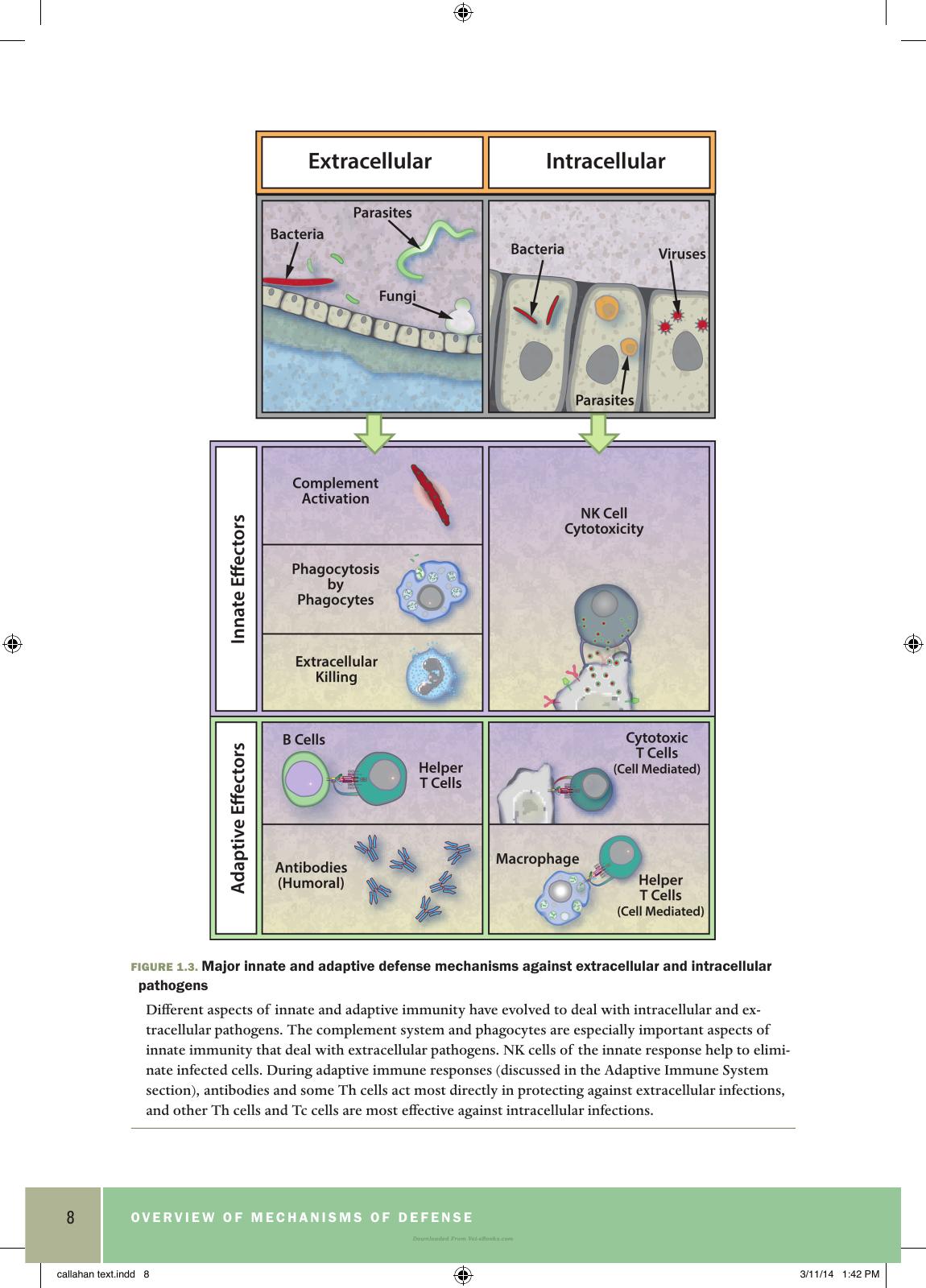 Basic Veterinary Immunology