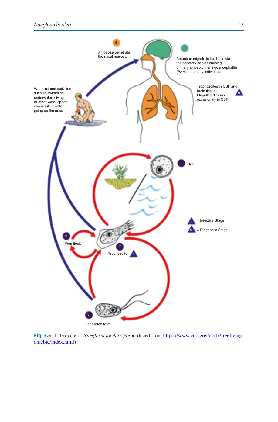 Medical Parasitology A Textbook