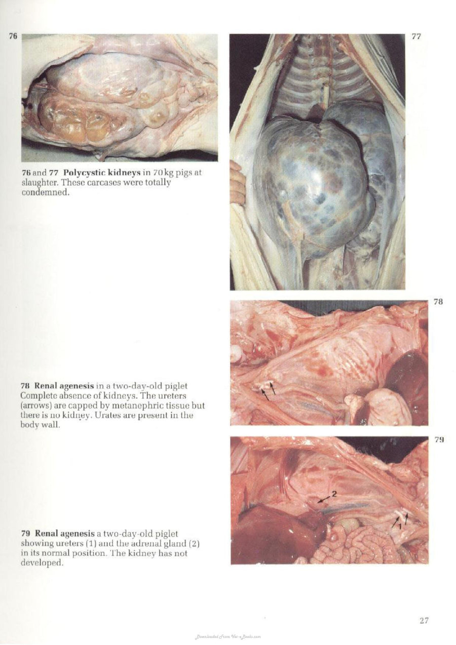 Preview page of A Colour Atlas of Diseases and Disorders of the Pig