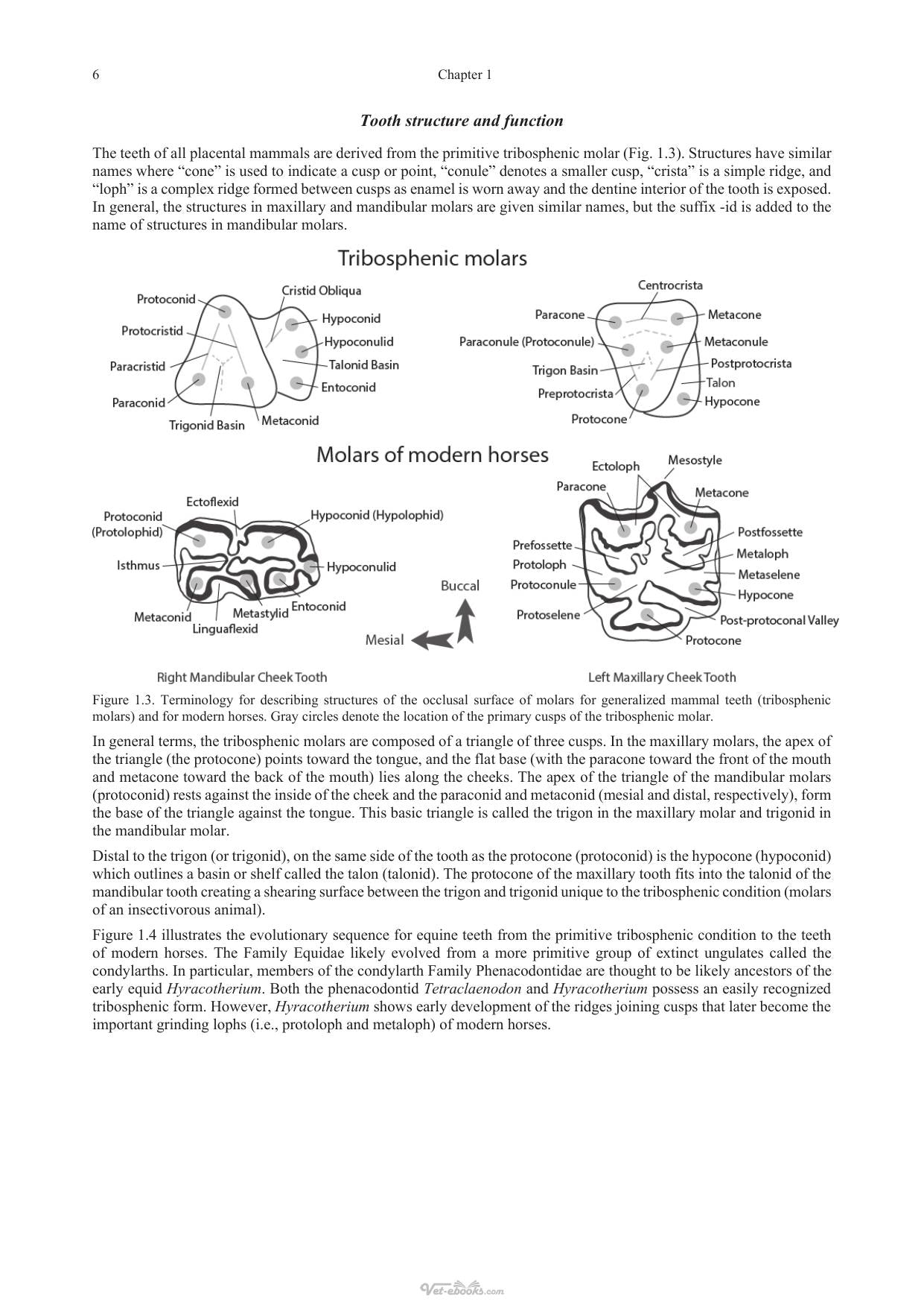 Equine Dentistry And Maxillofacial Surgery