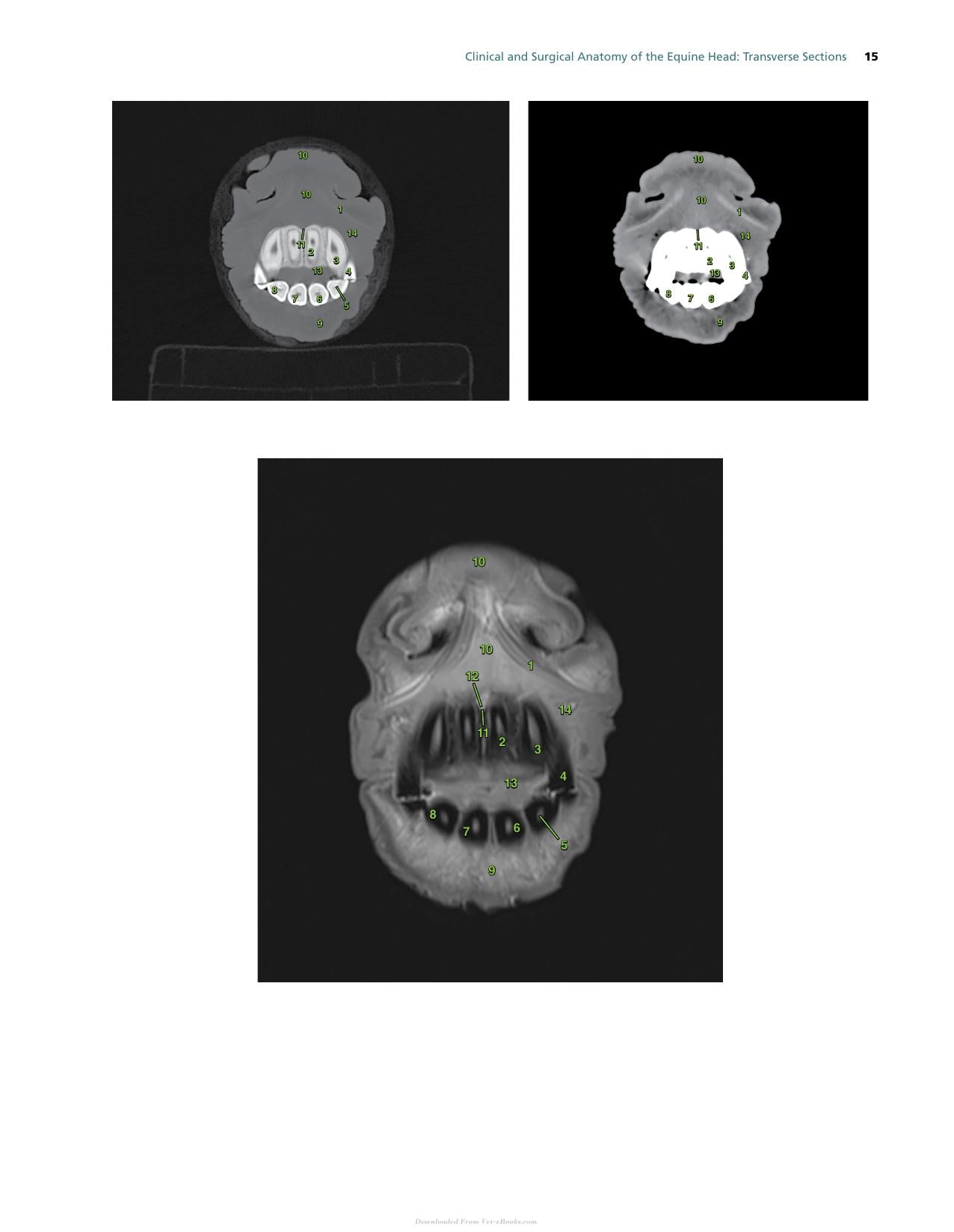 Atlas Of Clinical Imaging And Anatomy Of The Equine Head