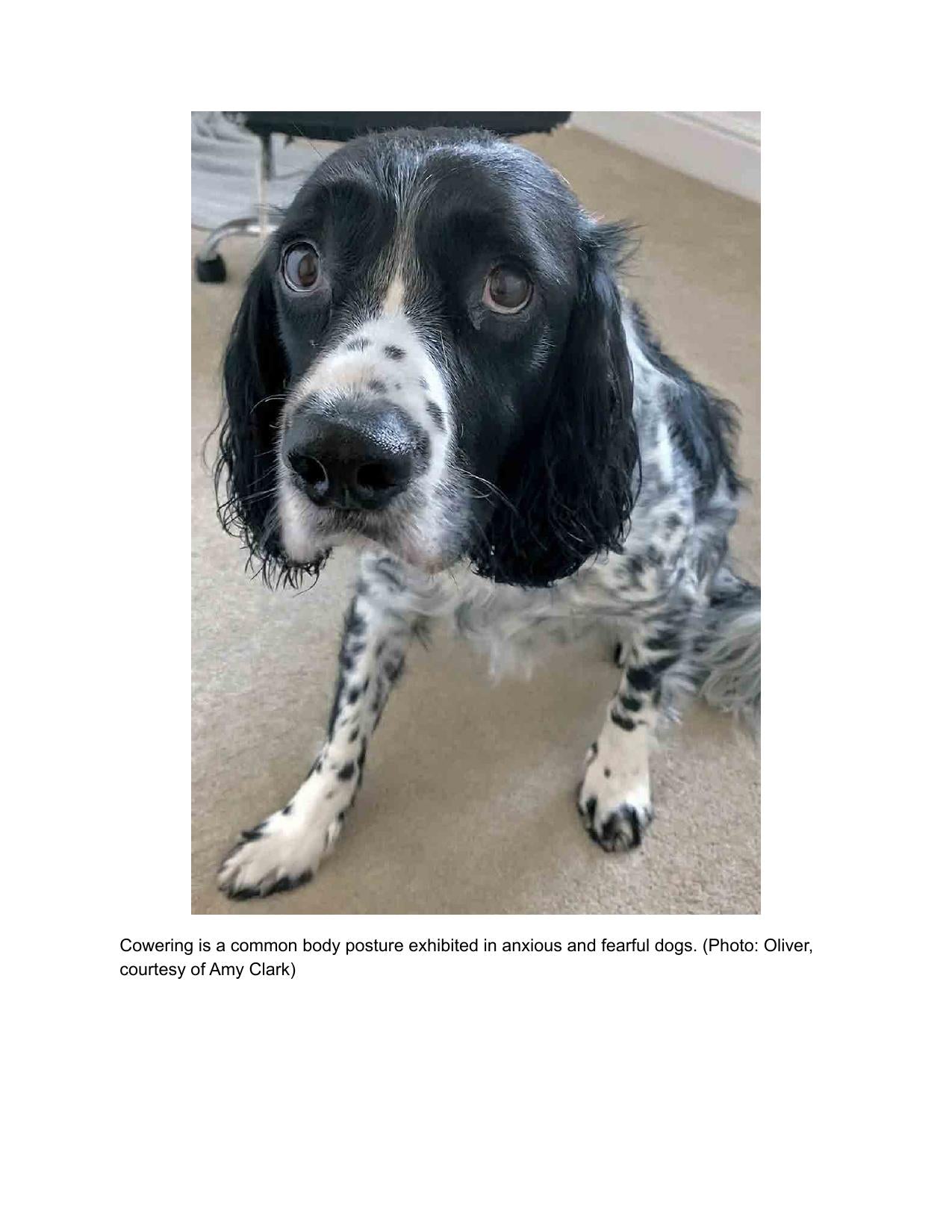 Fear And Anxiety In Dogs