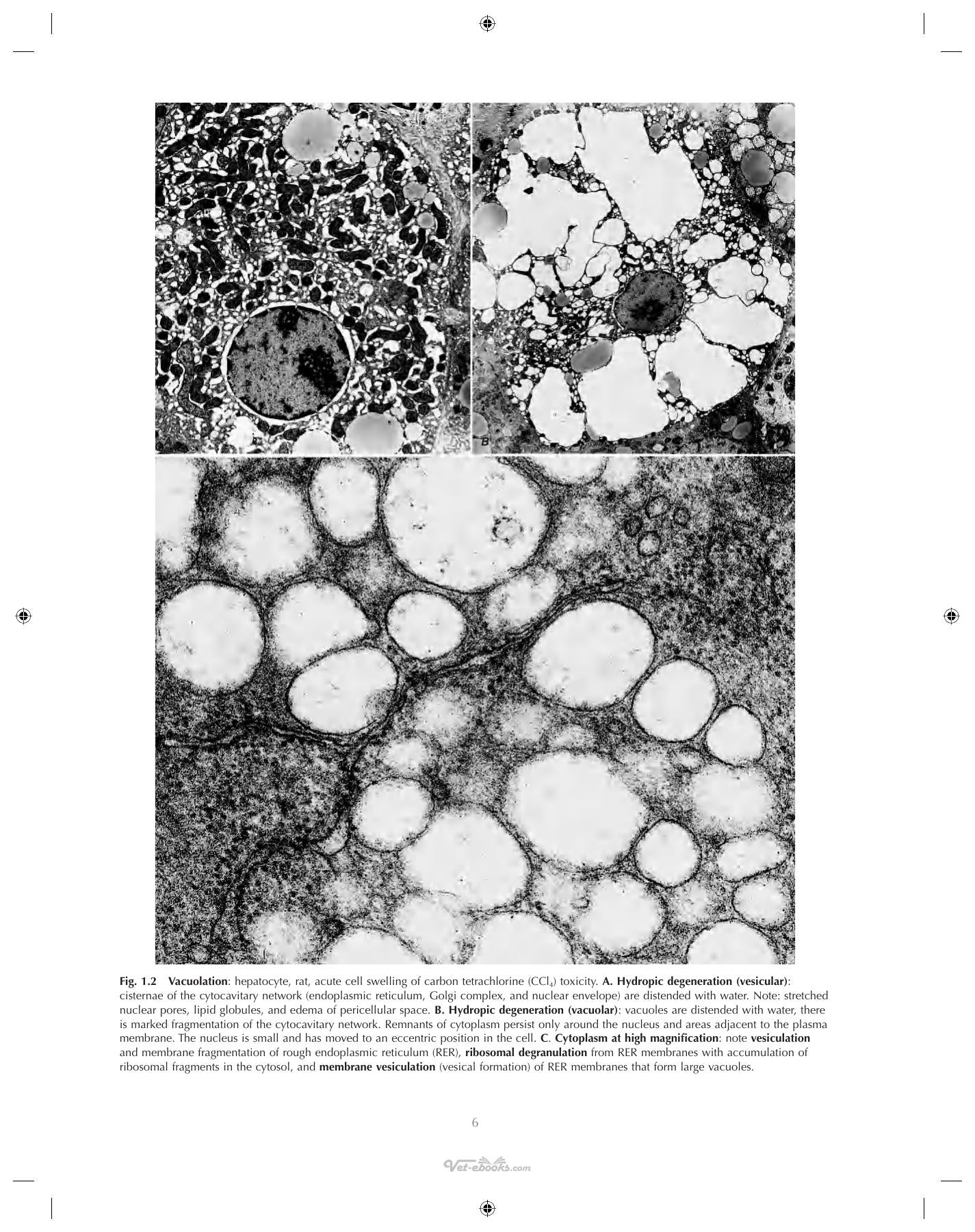 Ultrastructural Pathology The Comparative Cellular Basis Of Disease 2Nd Edition
