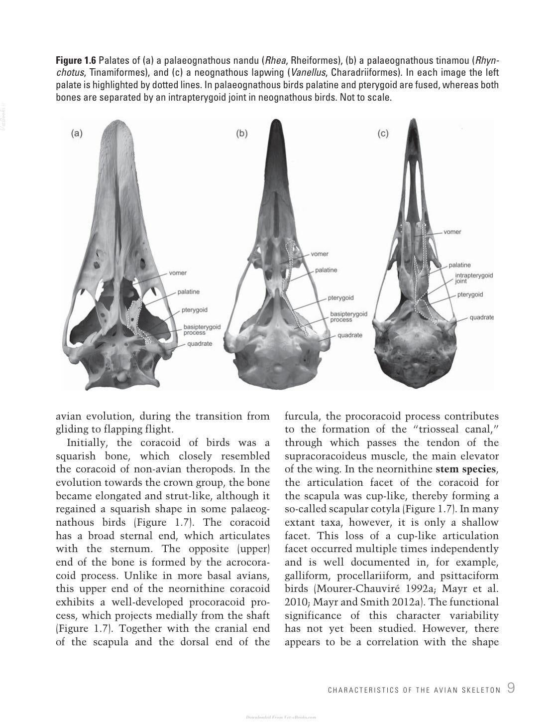 Avian Evolution The Fossil Record Of Birds And Its Paleobiological Significance