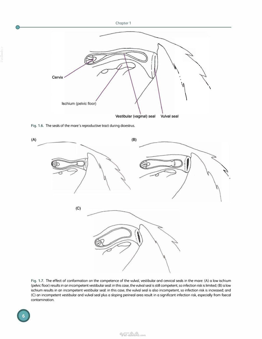 Preview page of Equine Reproductive Physiology Breeding and Stud Management 5th Edition