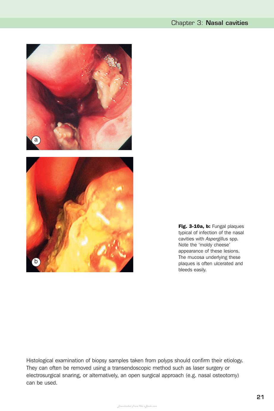 Handbook Of Equine Respiratory Endoscopy