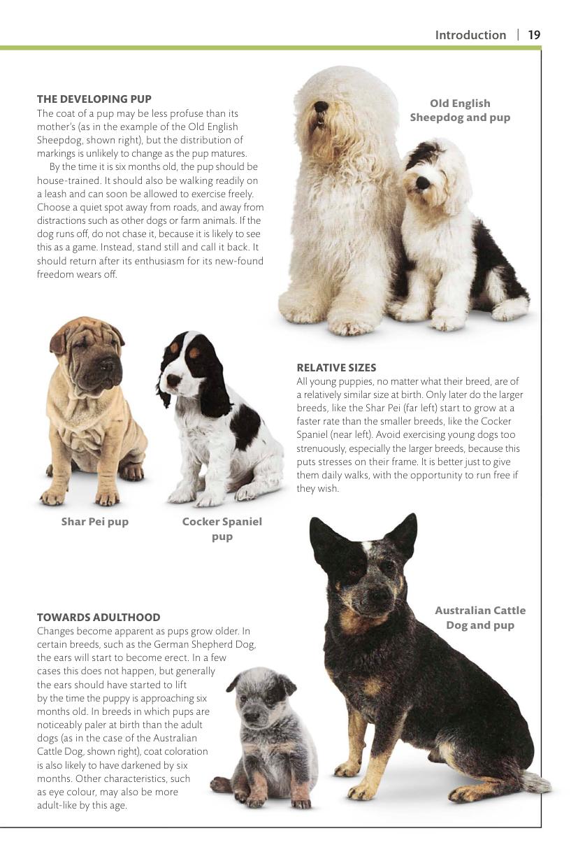 Dogs Dk Handbooks