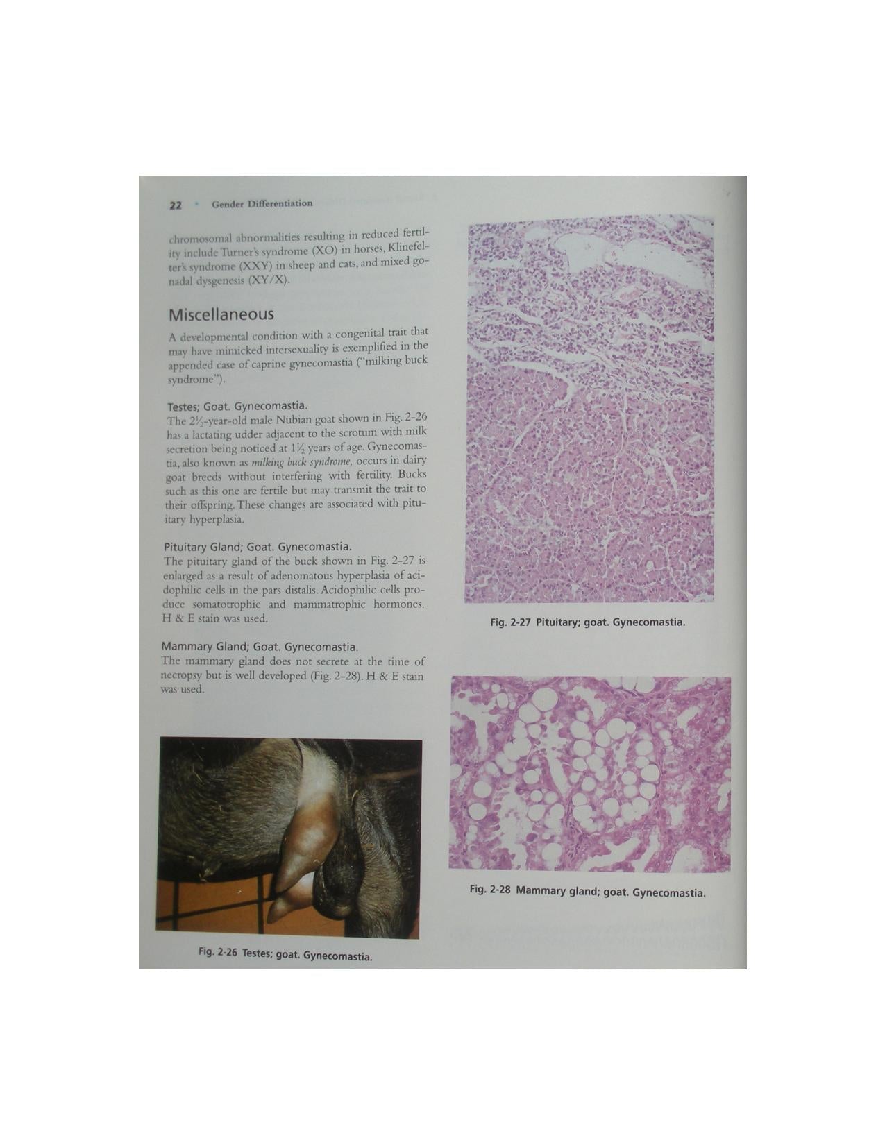 Color Atlas Of Reproductive Pathology Of Domestic Animals