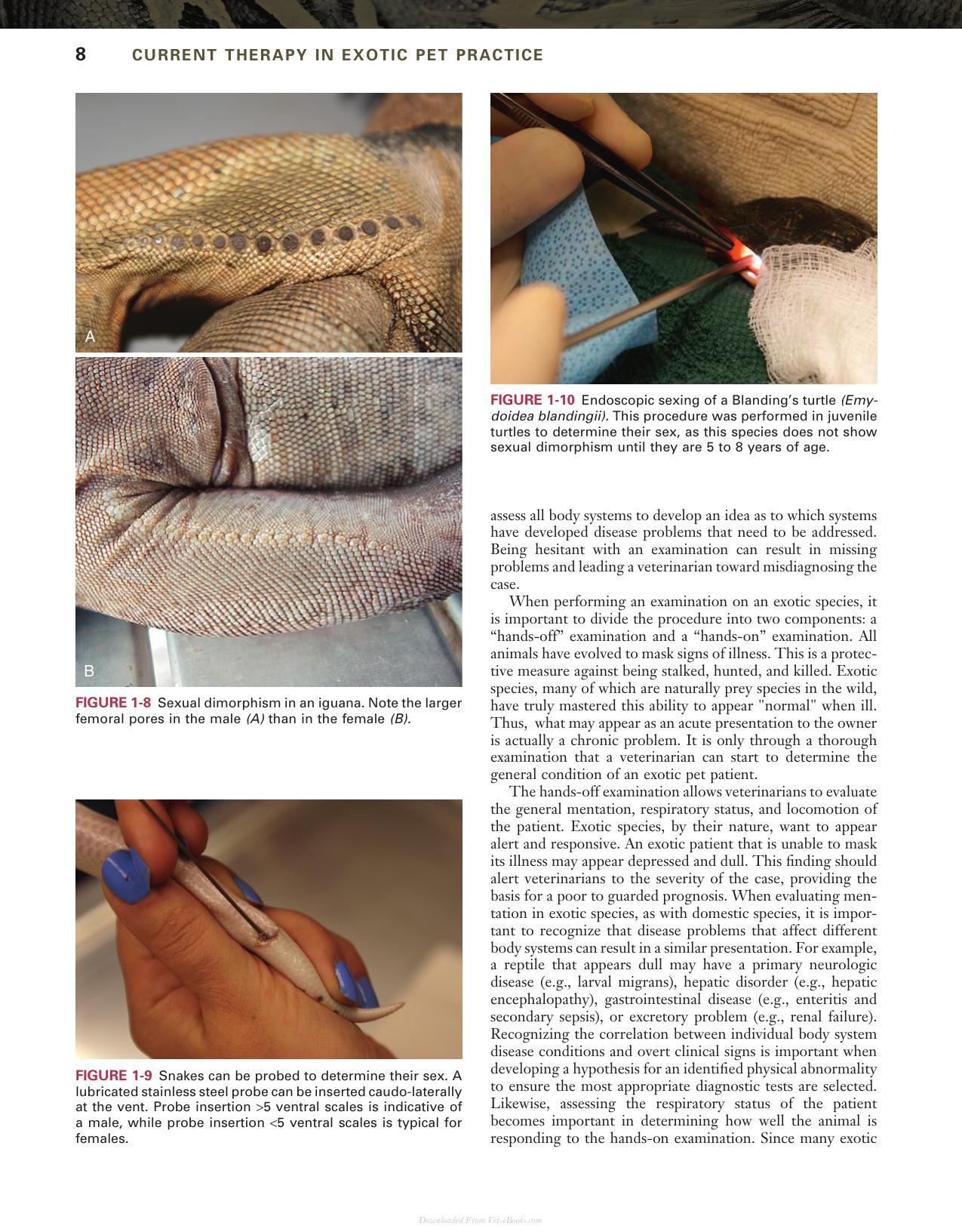Current Therapy In Exotic Pet Practice
