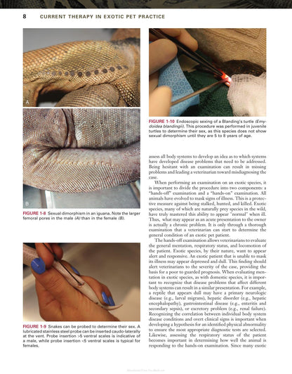Current Therapy in Exotic Pet Practice
