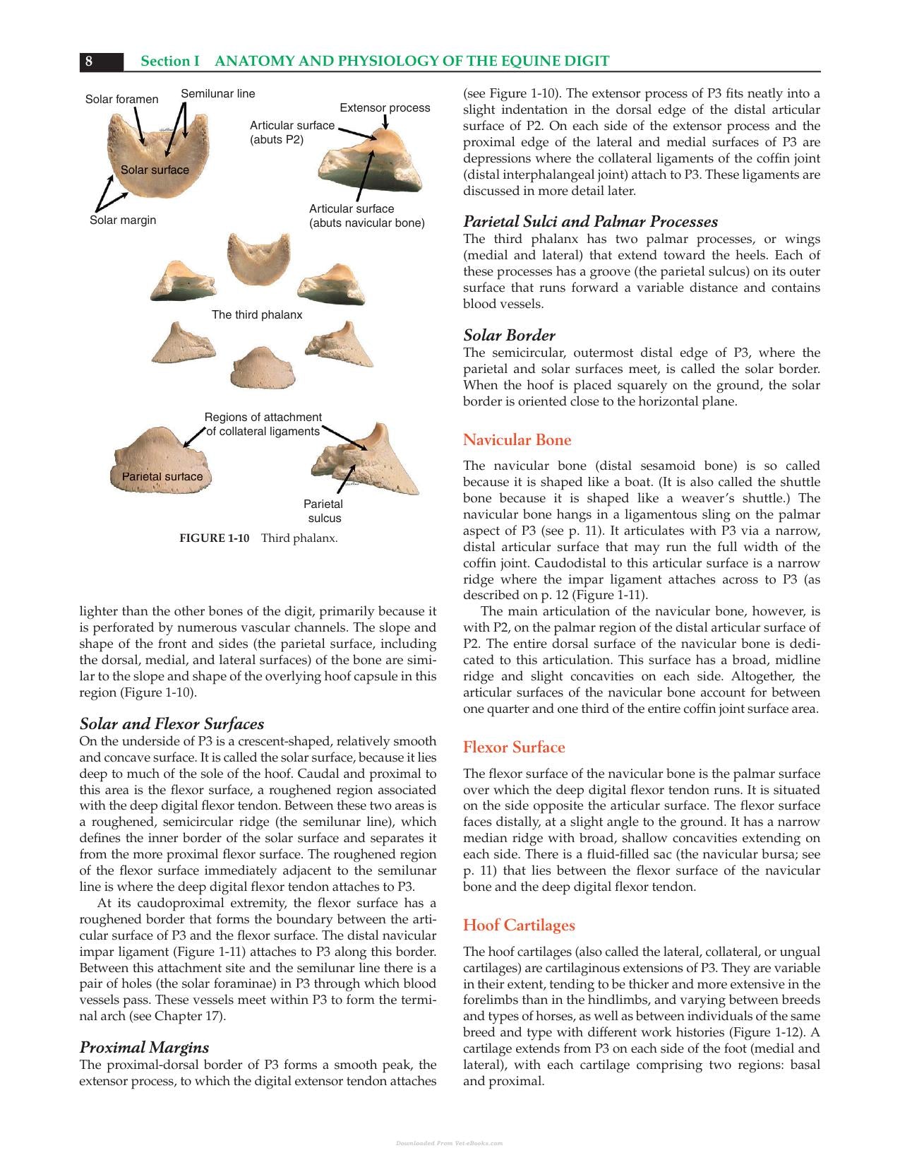 Equine Podiatry