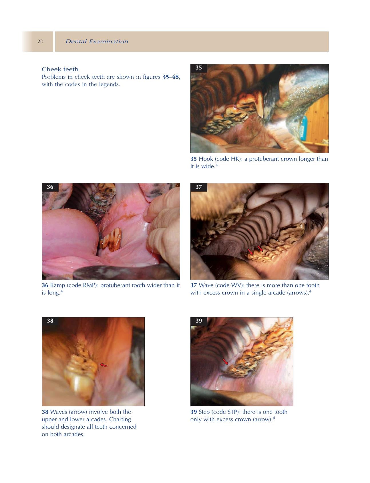 Principles Of Equine Dentistry