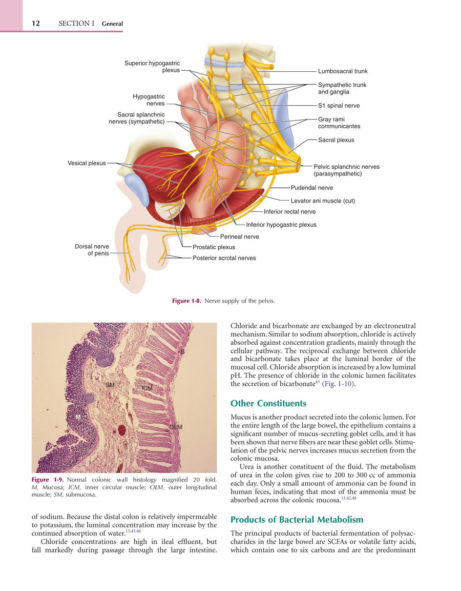 Preview page of Colorectal Surgery