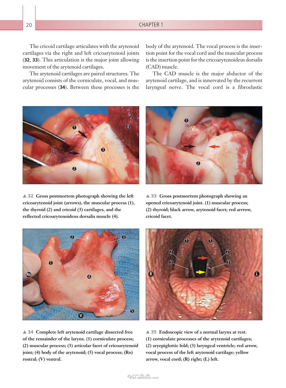 Respiratory Diseases Of The Horse A Problem Oriented Approach To Diagnosis And Management