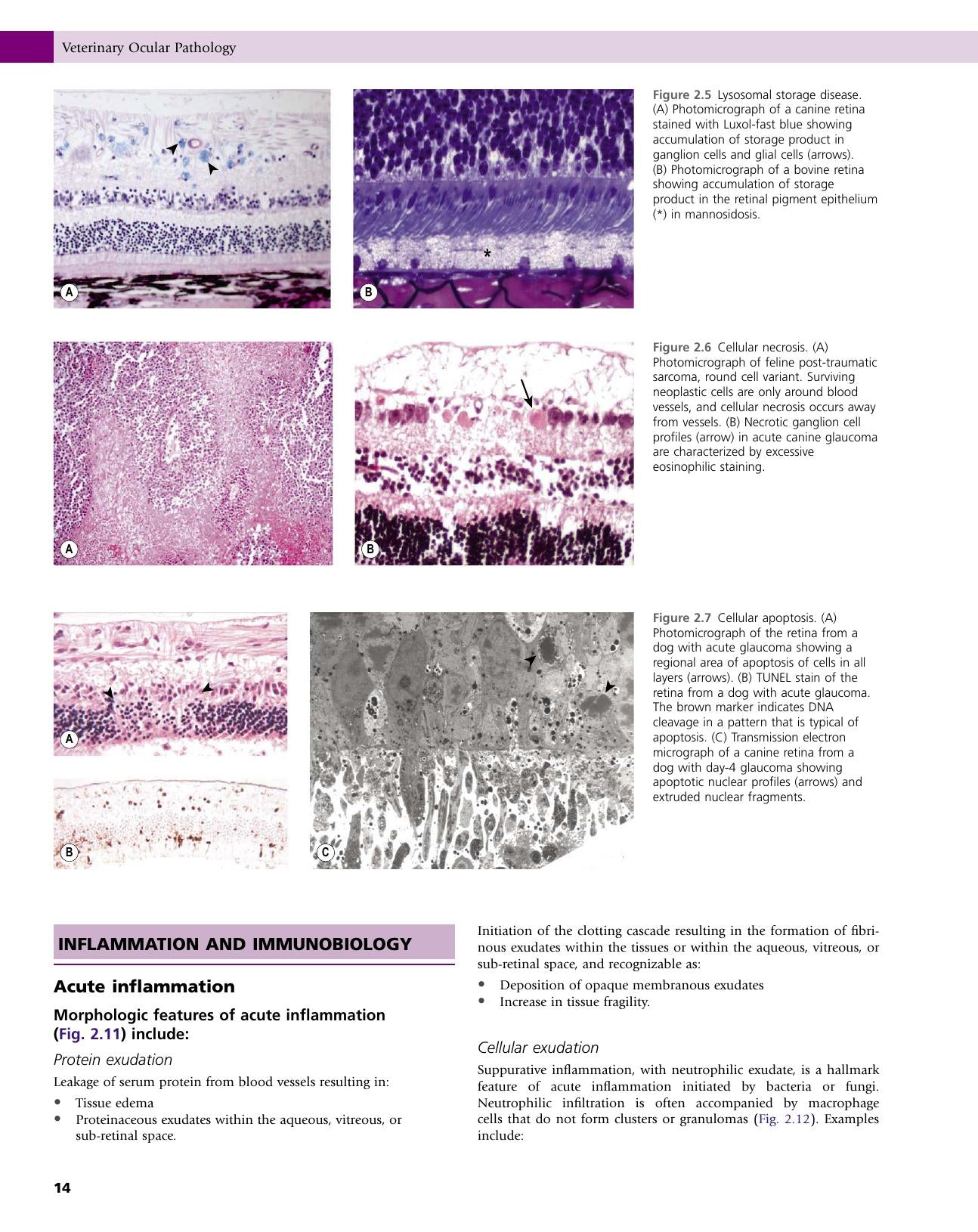 Veterinary Ocular Pathology A Comparative Review