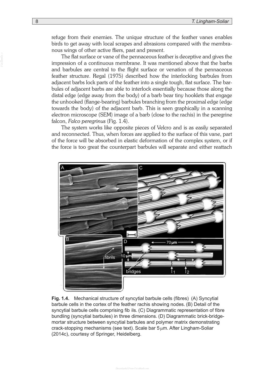 Poultry Feathers And Skin The Poultry Integument In Health And Welfare