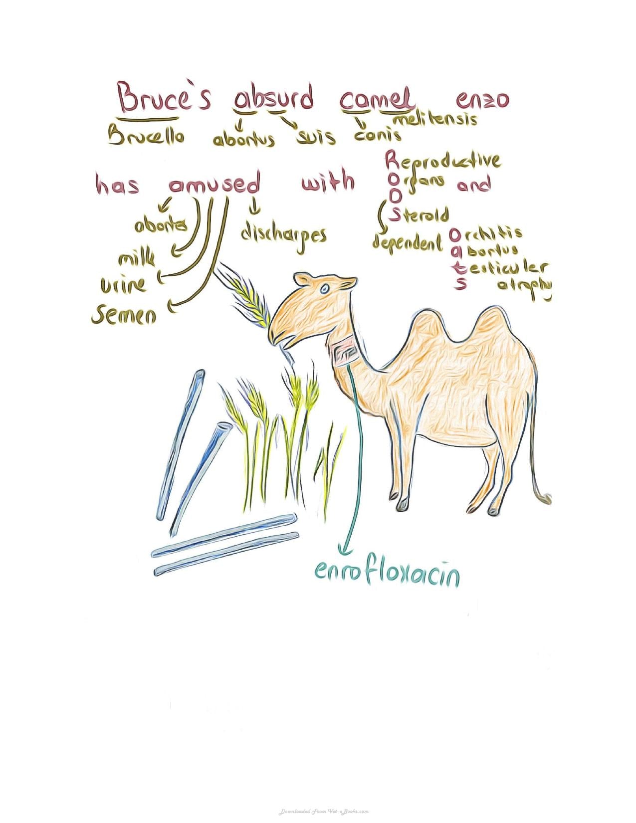 Small Animal Infectious Diseases Mnemonic Cartoons