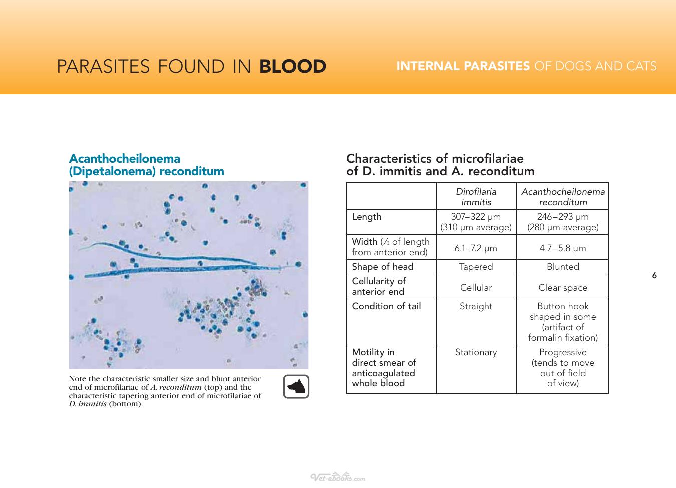 Internal Parasites Of Dogs And Cats Diagnostic Manual