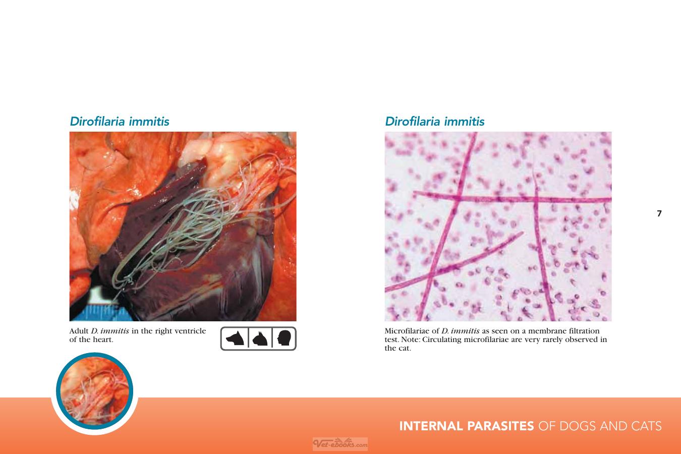 Internal Parasites Of Dogs And Cats Diagnostic Manual