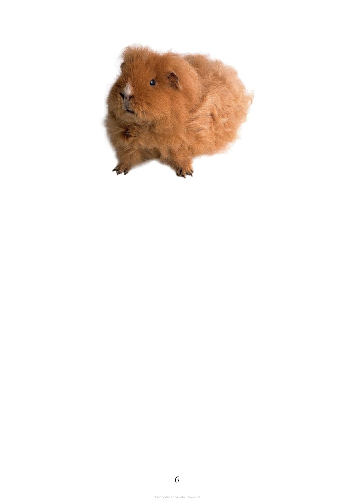 Care For Your Guinea Pigs