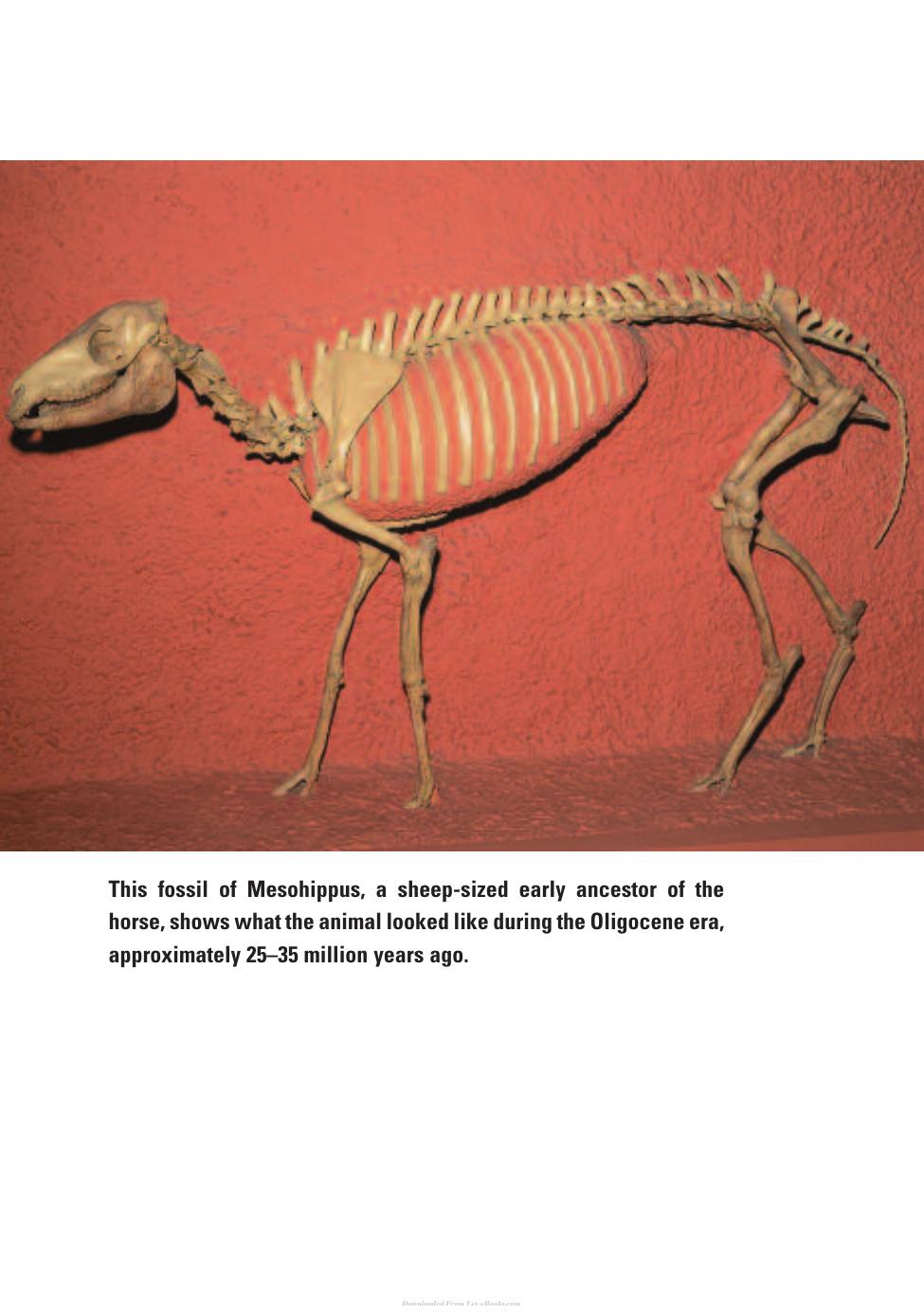 Horse Health And Care